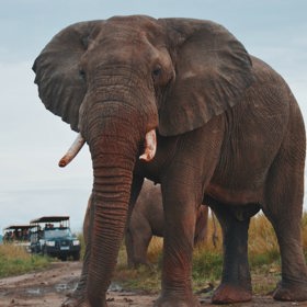 Byly popsány i slzy u slonů či psů ve chvíli emocionálního stresu, pláči člověka se to ale nepodobá.