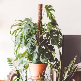 Květiny vám pomohou s pozitivní energií.