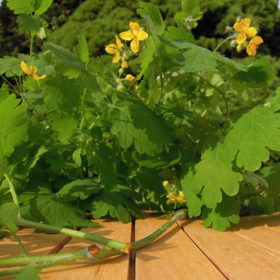 Vlaštovičník zkoušely už naše babičky.