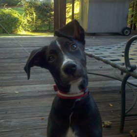 Nechali byste tohle roztomilé stvoření doma, nebo v psím hotelu?