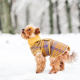 Malá plemena by rozhodně měla mít oblečení.