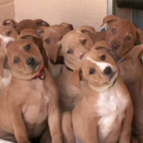 S takovouhle smečkou si ale raději dovolenou rozmyslete.