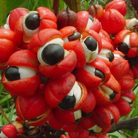 Plody guarany jsou sytě červené.