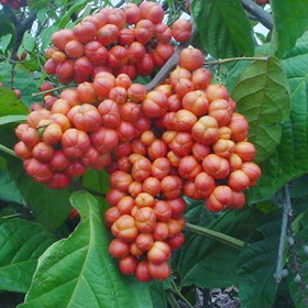 Guarana je takový malý zázrak.