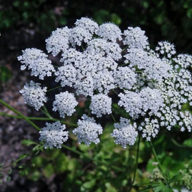 Bedrník anýz - kromě rychlého růstu prsou tato rostlina omlazuje.