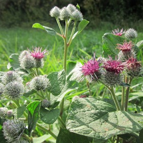 Na první pohled nepěkný bodlák je tělu velmi prospěšný.