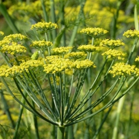 Fenykl - látky, které obsahuje, podporují tvorbu estrogenu v krvi.