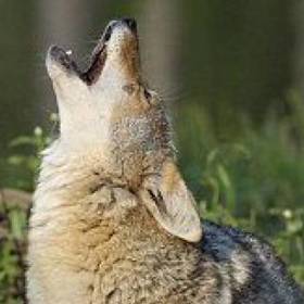 Vlkodlačí dieta se řídí fázemi měsíce