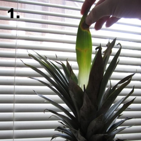 Jak načít kokos a nakrájet cibuli bez plakání? 7 tipů, jak porcovat ovoce a zeleninu jako šéfkuchař