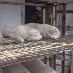 Týrání zvířat za účelem zisku kožešiny je strašné