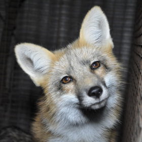 Ublížili byste zvířeti kvůli kožichu?