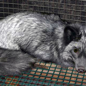 Stříbrá liška je na kožichy velmi oblíbená