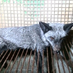 STOP týrání zvířat pro peníze!