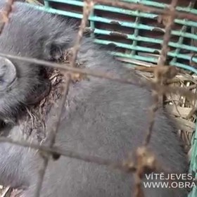 Nyní již naštěstí zejí klece prázdnotou a zájem o kožcihy klesá