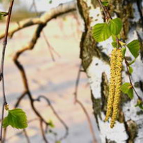 Břízy kvetou v březnu.