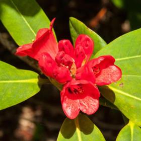 Pukeiti Gardens (Taranaki, Nový Zéland) nepochybně nadchne všechny milovníky rododendronů, kamélií či magnólií. Rostou zde rostliny z Číny, Japonska i Himálají.