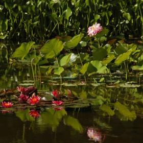 Lotusland (Santa Barbara, Kalifornie). Tuto nádhernou zahradu založila polská operní pěvkyně Ganna Walska.