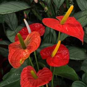 Toulitka Andréova (Anthurium andraeanum).