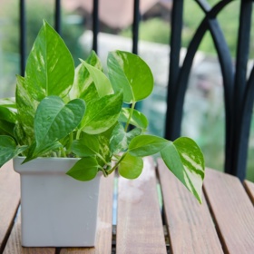 Šplhavník (Scindapsus).