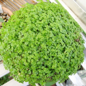 Soleirolia (Domácí štěstí).