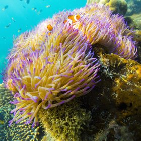 Pozorovat korály z pohodlí gauče a jíst od slavného šéfkuchaře. Soutěžte o noc v plovoucím království!