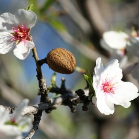 2. Pochází totiž z kvetoucích stromů, které nesou peckovité ovoce.