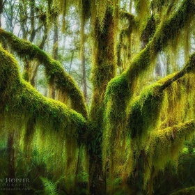 5. Antarktický buk v Oregonu. Tento strom není žádnou raritou ve státech jako Chile nebo Argentina. Zobrazený exemplář ale najdete ve státě Oregon.