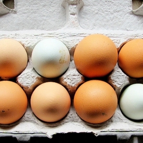 Žloutek může obsahovat salmonelu, vždy je tedy nutné ho tepelně upravit