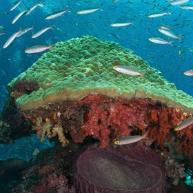 Odhalte kouzlo „utajených“ korálových útesů u Raja Ampat