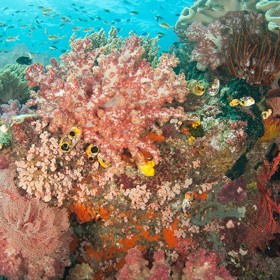 Odhalte kouzlo „utajených“ korálových útesů u Raja Ampat
