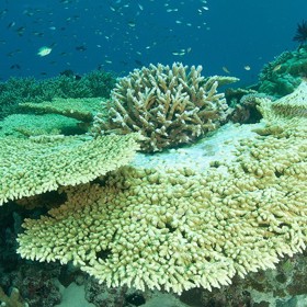 Odhalte kouzlo „utajených“ korálových útesů u Raja Ampat