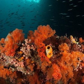 Odhalte kouzlo „utajených“ korálových útesů u Raja Ampat