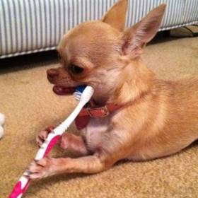 Neudržujeme zubní kartáčky dostatečně čisté.