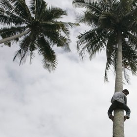 3. Pády ze stromů – 1 413 úmrtí.