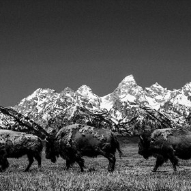 10 úchvatných černobílých snímků severoamerické divočiny