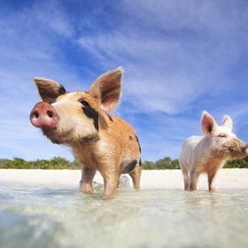 Zaplavte si s divokými prasaty na Bahamách.