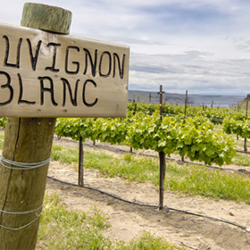 5. Sauvignon Blanc: 120 kcal; sacharidy: 2,7 g.