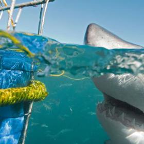 Gansbaai v Jihoafrické republice (časté útoky žraloků).