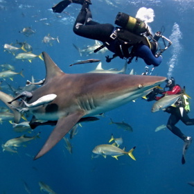 Snímek Dobrodružství oceánů: Carcharias – Velký bílý měl premiéru v roce 2001 na NBC.