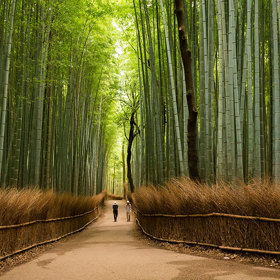 Bambusový les Sagano (Arashiyama).