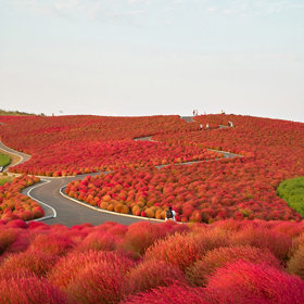 Park Hitachi Seaside (Honšú) na podzim...