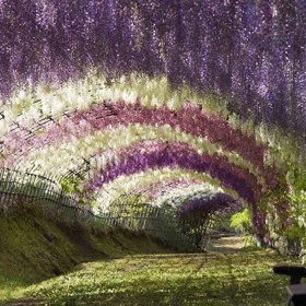 Tunel z vistárií v zahradě Kawachi Fuji (Kjúšú).