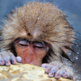 Finalisté: Michael Haikal - prochladlý makak, Japonsko.