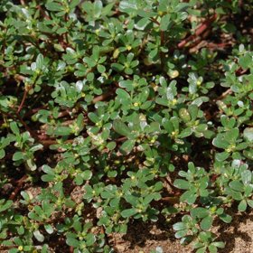 Superpotravina vám roste na zahrádce a nejspíš o tom nevíte. Vypadá jako plevel