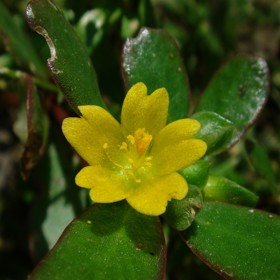 Superpotravina vám roste na zahrádce a nejspíš o tom nevíte. Vypadá jako plevel