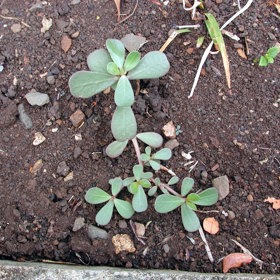 Superpotravina vám roste na zahrádce a nejspíš o tom nevíte. Vypadá jako plevel