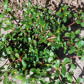 Superpotravina vám roste na zahrádce a nejspíš o tom nevíte. Vypadá jako plevel