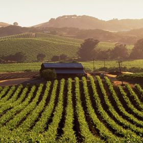 Napa Valley, Kalifornie – kraj vinic.