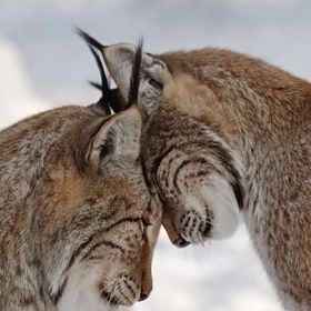 Budete si vzájemně fandit.