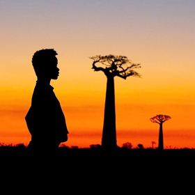 Snímek Baobaby mezi souší a mořem zachycuje problematiku odlesňování, které ztěžují baobaby.